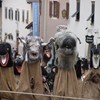 Jungwudelen_Unsinniger_2011_045